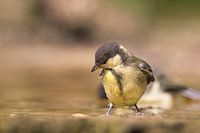 jonge koolmees in water