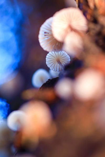 Charming mushrooms by Thomas Jäger