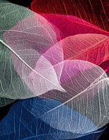 Kleurrijke doorschijnende skeletbladeren kunst