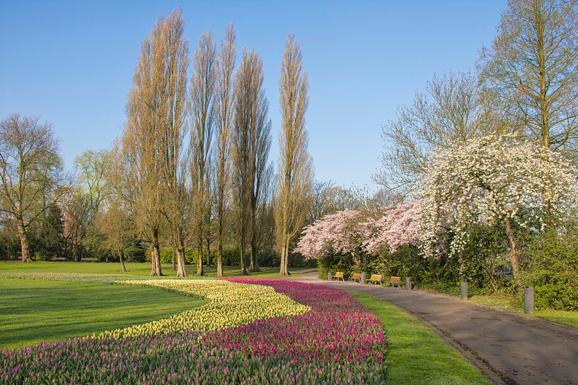 Het Park in Rotterdam in Bloei par Charlene van Koesveld