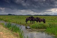 Friesenpferde im Polder