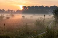 Bodennebel über den Feldern des Broekpolders