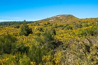 Le plateau de Madère dans toute sa splendeur