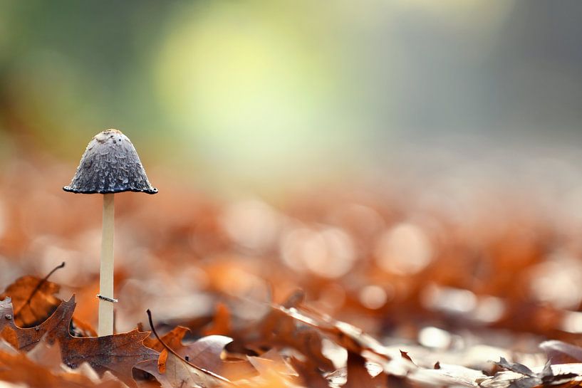 Lonely by Angelique Brunas