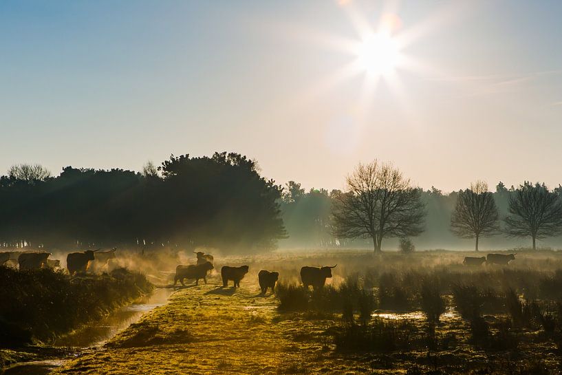 Scottish Highlanders morning by Gig-Pic by Sander van den Berg
