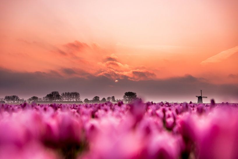 Sonnenaufgang über dem Tulpenfeld von Jacomien Bartels