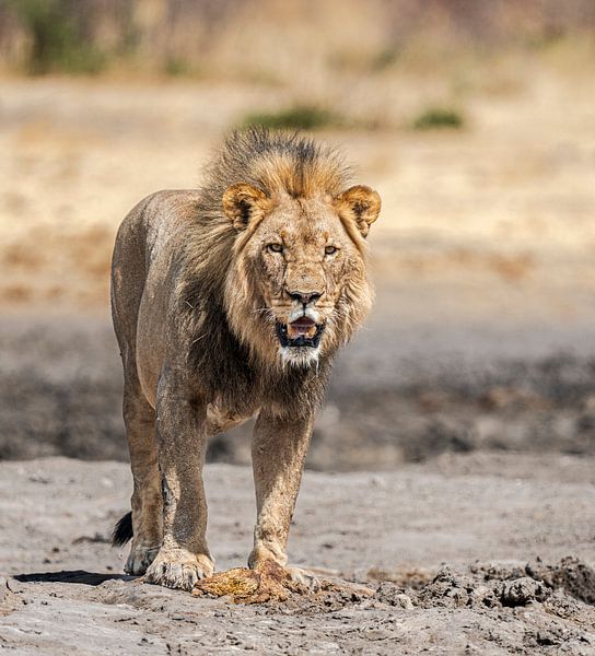 Lion en Namibie, Afrique par Patrick Groß