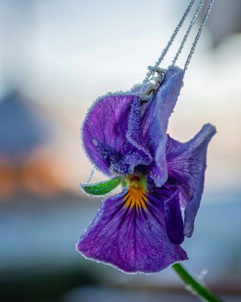 Tied-up Viola by Victor Droogh