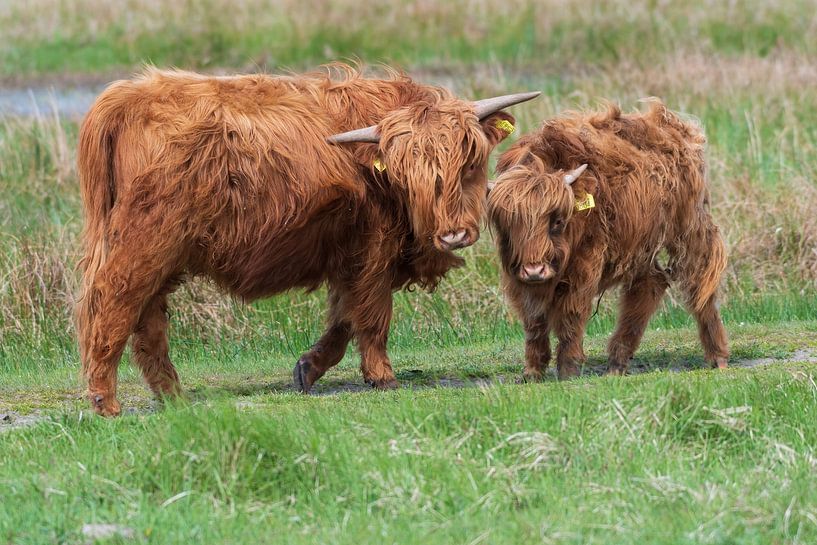 Les Highlanders écossais, grands herbivores aux Pays-Bas par Merijn Loch