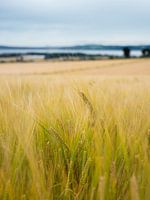 Grain field in Scotland