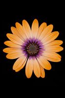 Blumenporträt der Gerbera