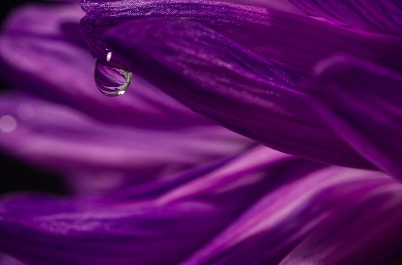 drop in simplicity by Inge Groters