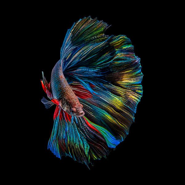 Regenbogen Betta von ANDI ABDUL HALIL