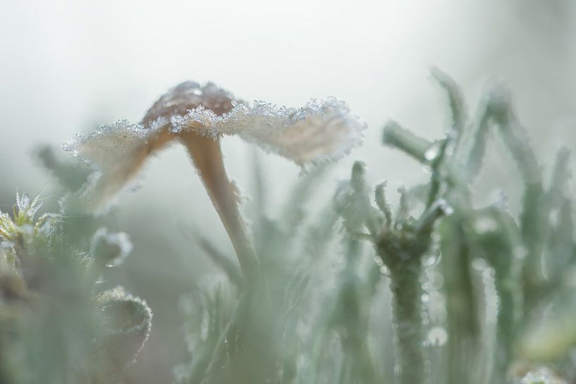 Winter mushroom by Danny Slijfer Natuurfotografie