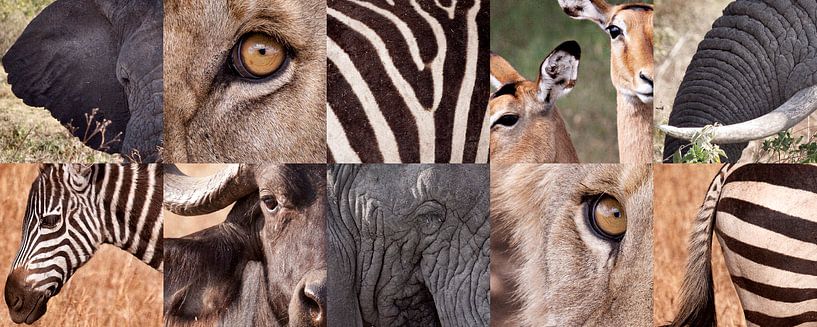 Collection Afrique par Paul Jespers