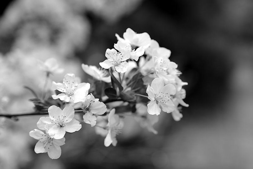 Fleur de cerisier par Steffi Hommel
