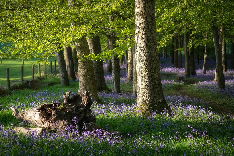 La lumière tombe dans la forêt de jacinthe des bois par Roelof Nijholt