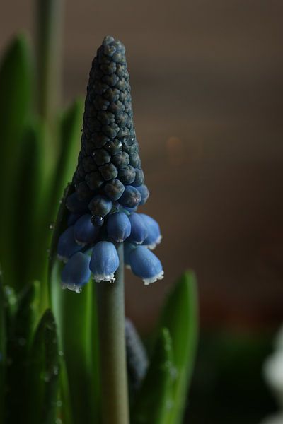 Gouttes d'eau sur un raisin bleu.4 par Daniëlle Eibrink Jansen