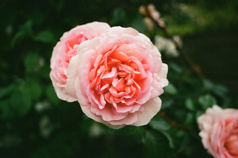 Pink summer rose with depth of field by Michel Kruiswijk