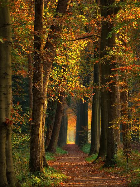 Vers la lumière par Niels Tichelaar