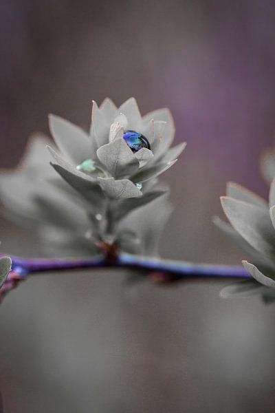 Frühling von Pixel4ormer