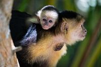 Singe capucin avec des jeunes