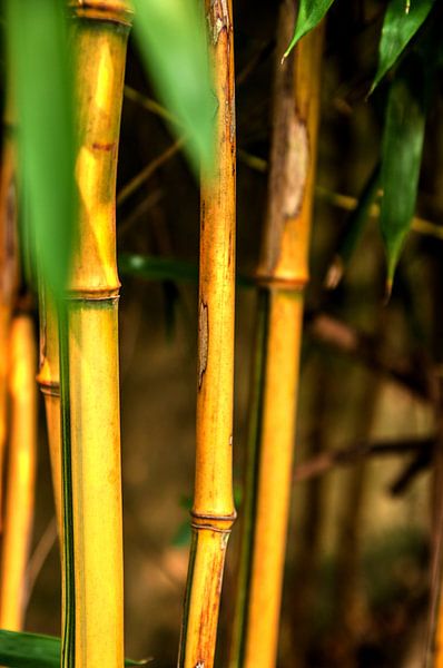 Bamboo by Norbert Sülzner