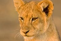 Neugieriges Jungtier