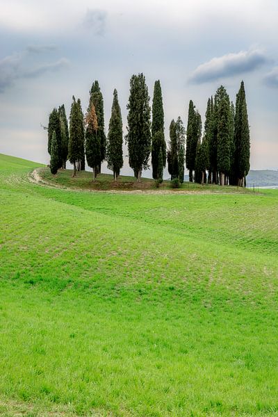 Cypress grove in Tuscany by Dirk Rüter