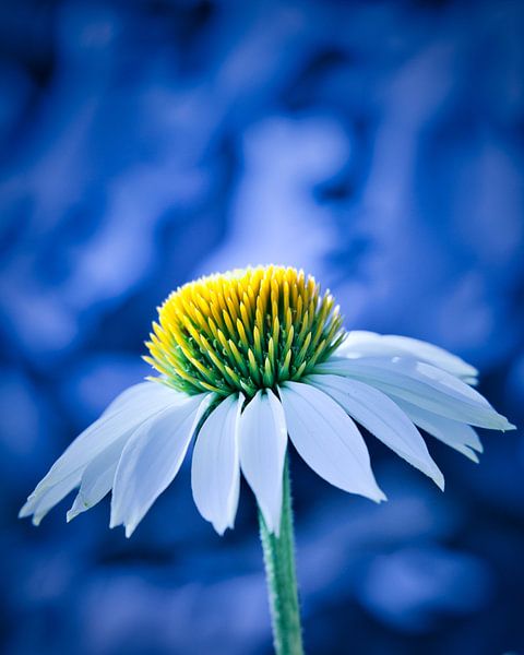 Sun Hat Echinacea by Wim van Beelen