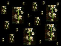 Douche de fleurs par Elle Hart