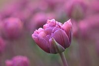 Rosa Tulpe in Nahaufnahme