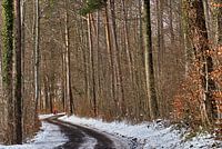 Weg im Winterwald