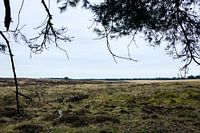 Deelerwoud, Veluwe Gelderland