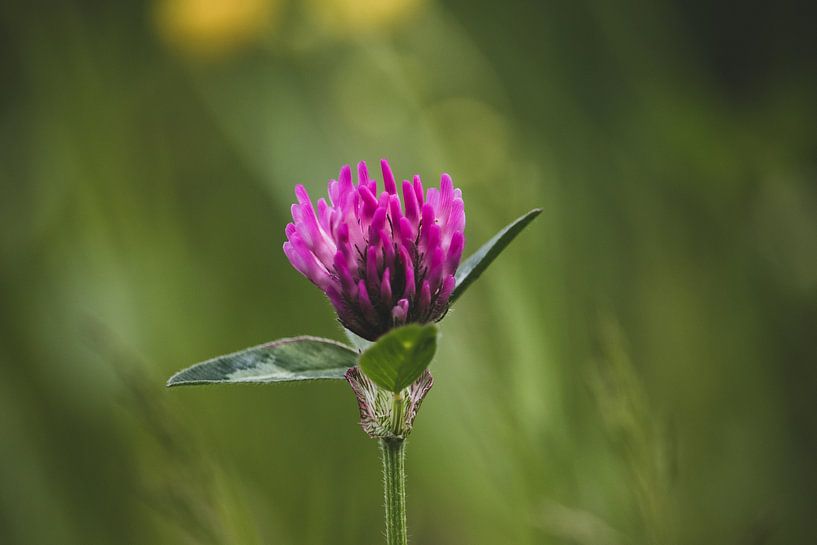 Red clover flower by Photos by Francis