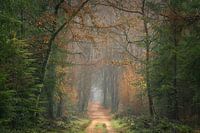 Walk into the forest