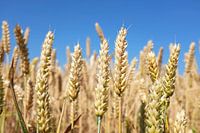 Weizen-Arten in Weizenfeld