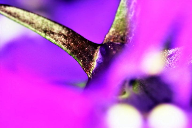 Een bewerkte naaktslak van Yolanda Heusschen