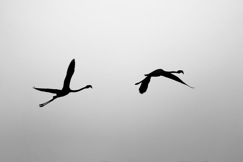 Vol dans l'ombre L'élégance de Flamingo&#039;s par Femke Ketelaar