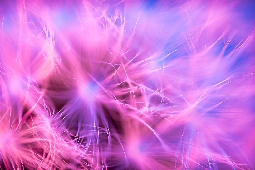 In einen Löwenzahn krabbeln von Jarno van Osch