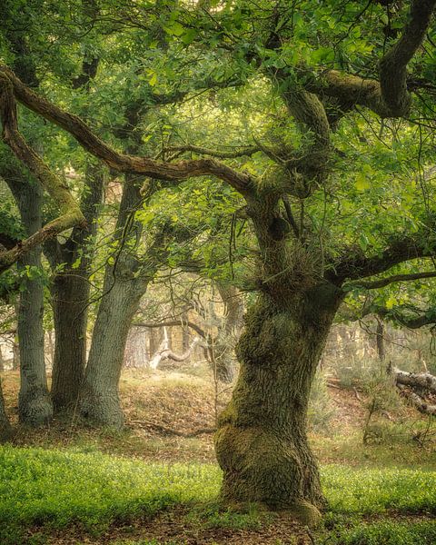 Der Zauberspruch von Ellen Borggreve