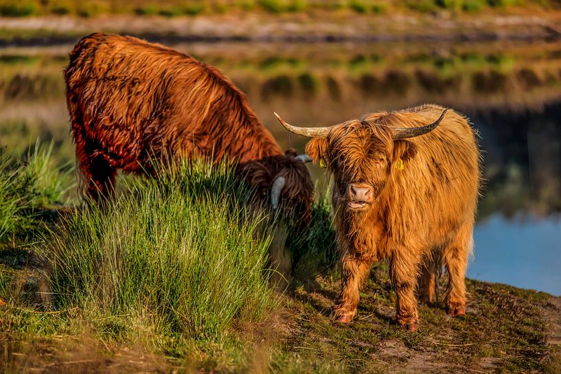 Schottischer Highlander schaut auf die Linse, während er isst. von Bas Fransen