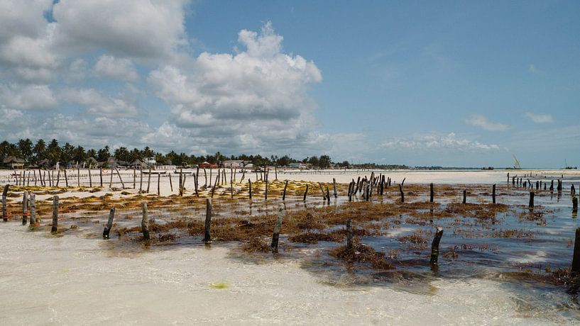 The farmer at work on Zanzibar. by Willeke van Vulpen