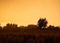 Seulement sous la pluie d'été