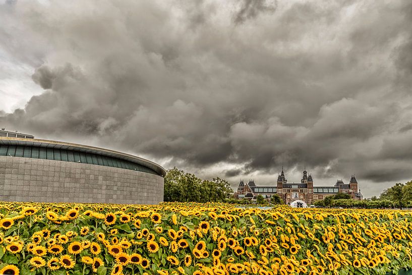 Sonnenblumen und das Rijksmuseum in Amsterdam von Don Fonzarelli