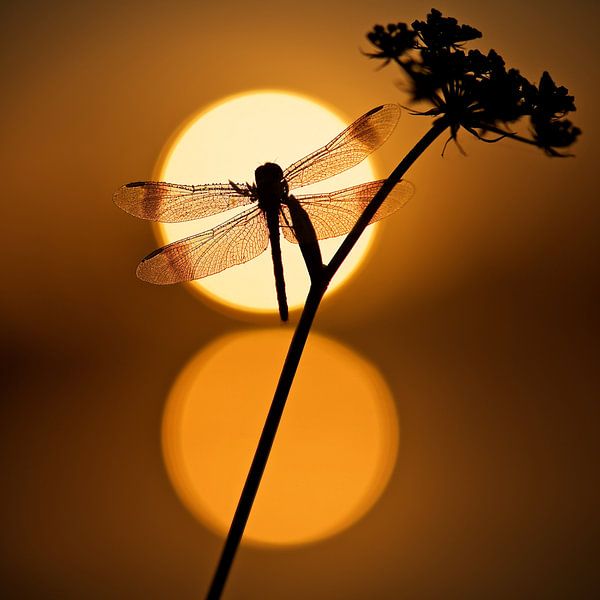 Double soleil par Erik Veldkamp