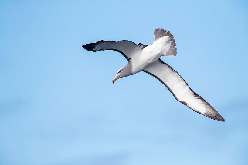 Salvin's Albatross, Thalassarche salvini by Beschermingswerk voor aan uw muur