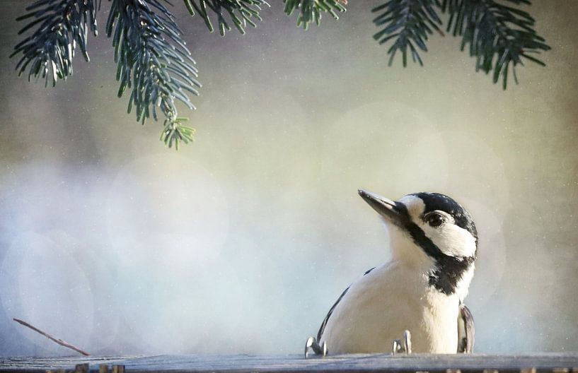 Neugieriger Specht von Heike Hultsch