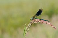 Banded demoiselle