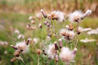 Milk thistle in late summer